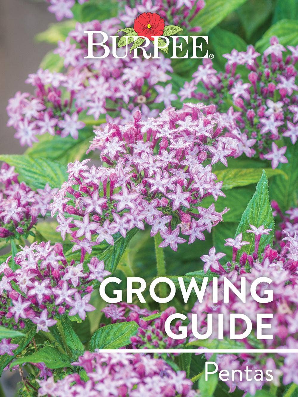 Learn About Pentas