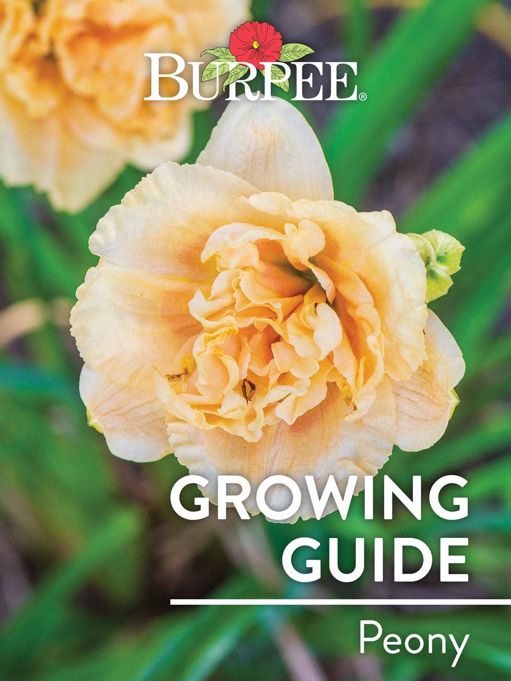 Learn About Peony
