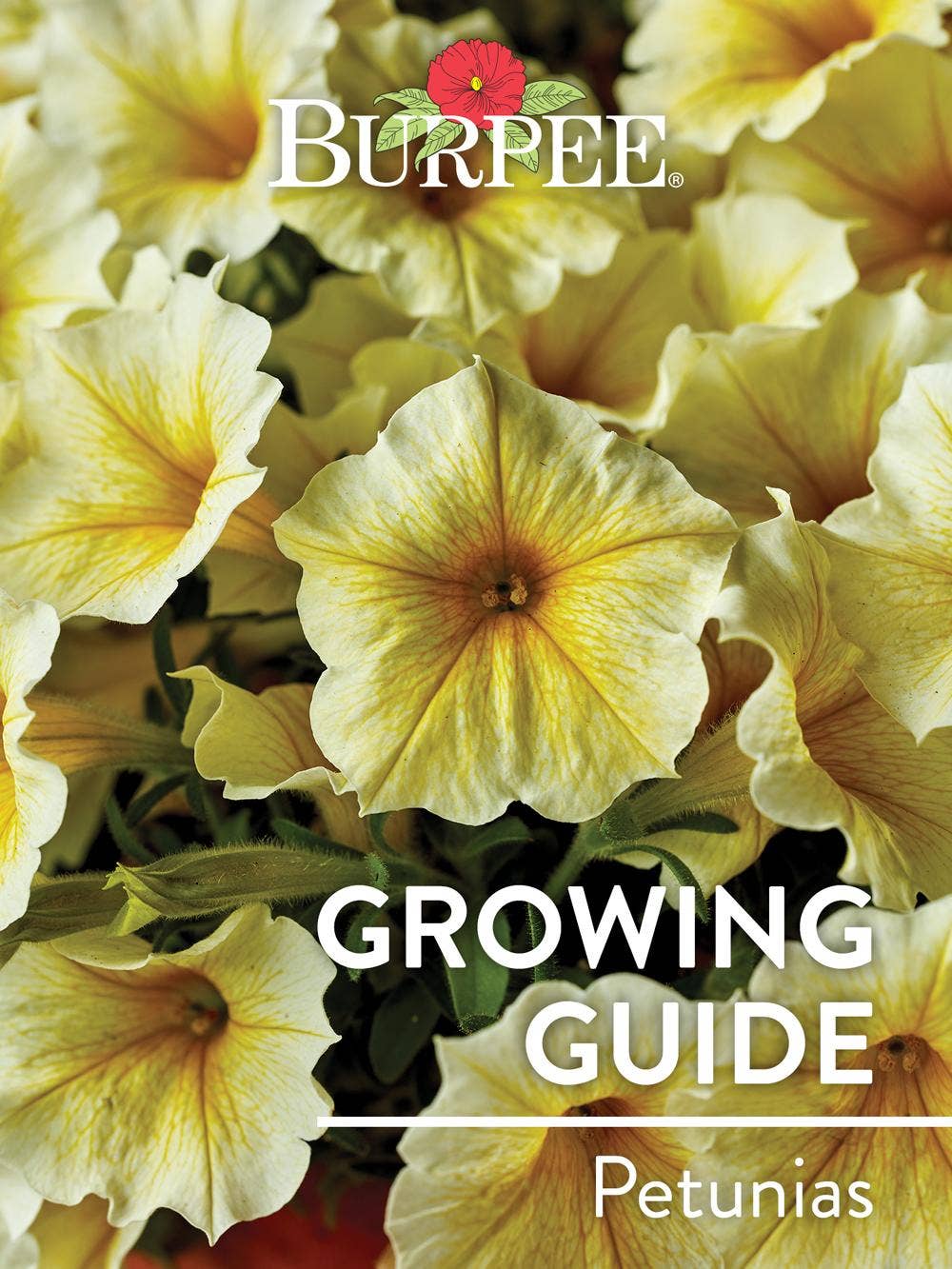 Learn About Petunias