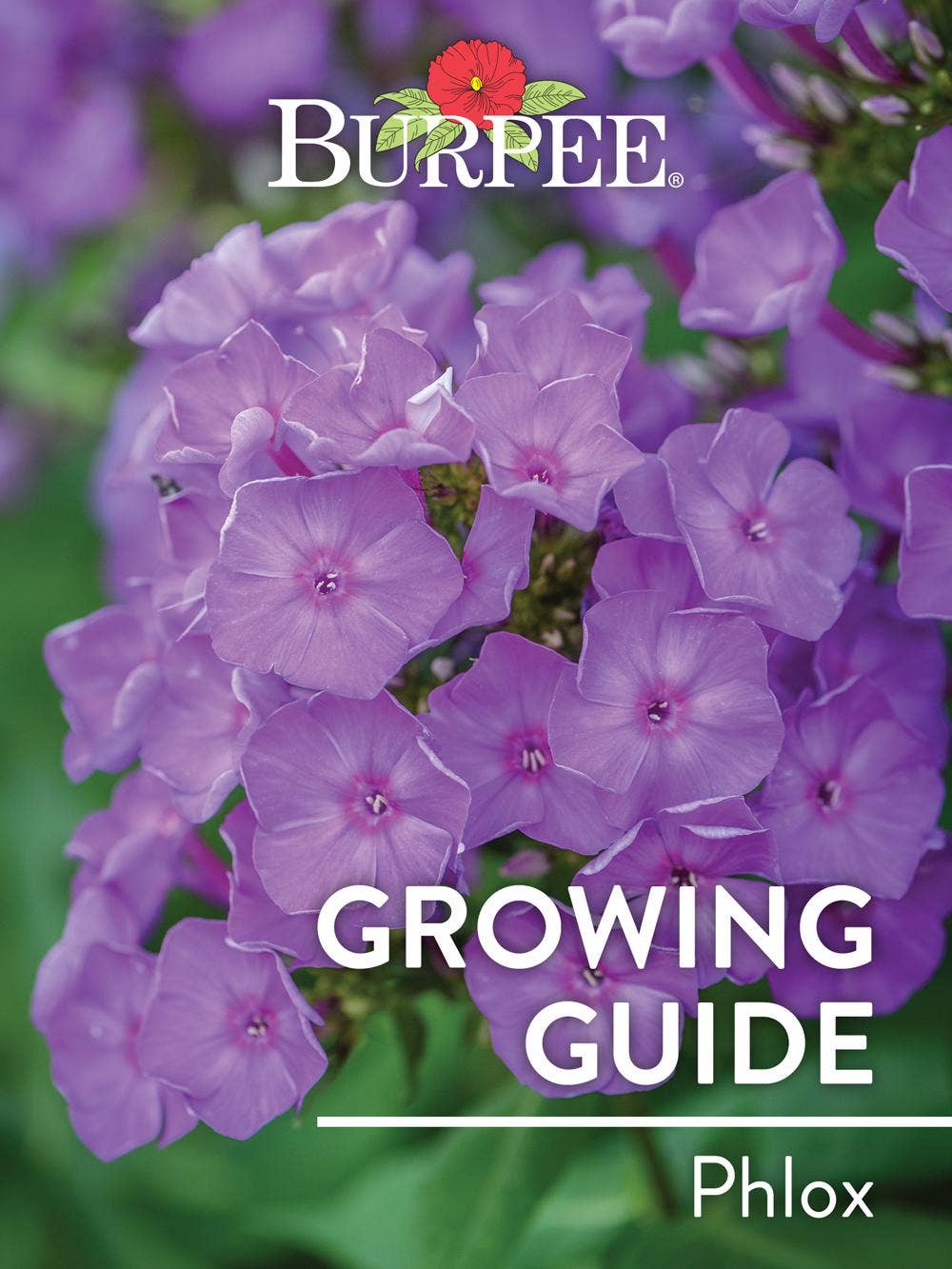 Learn About Phlox
