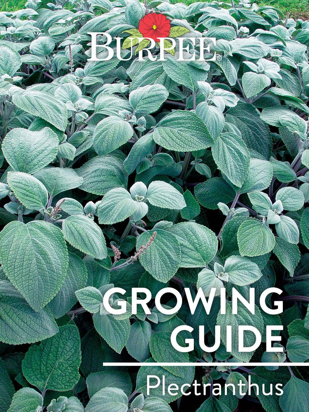 Learn About Plectranthus