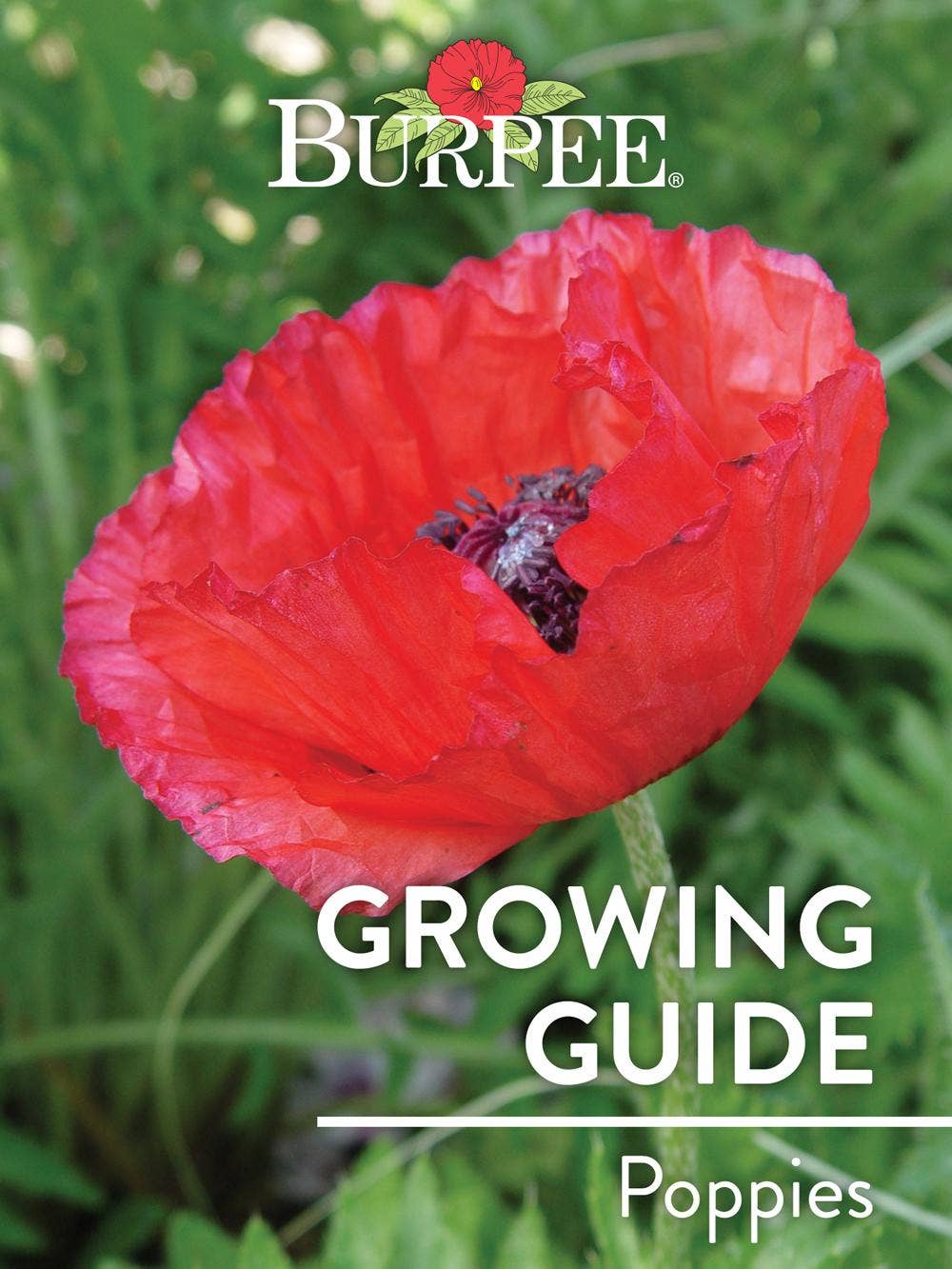 Learn About Poppies