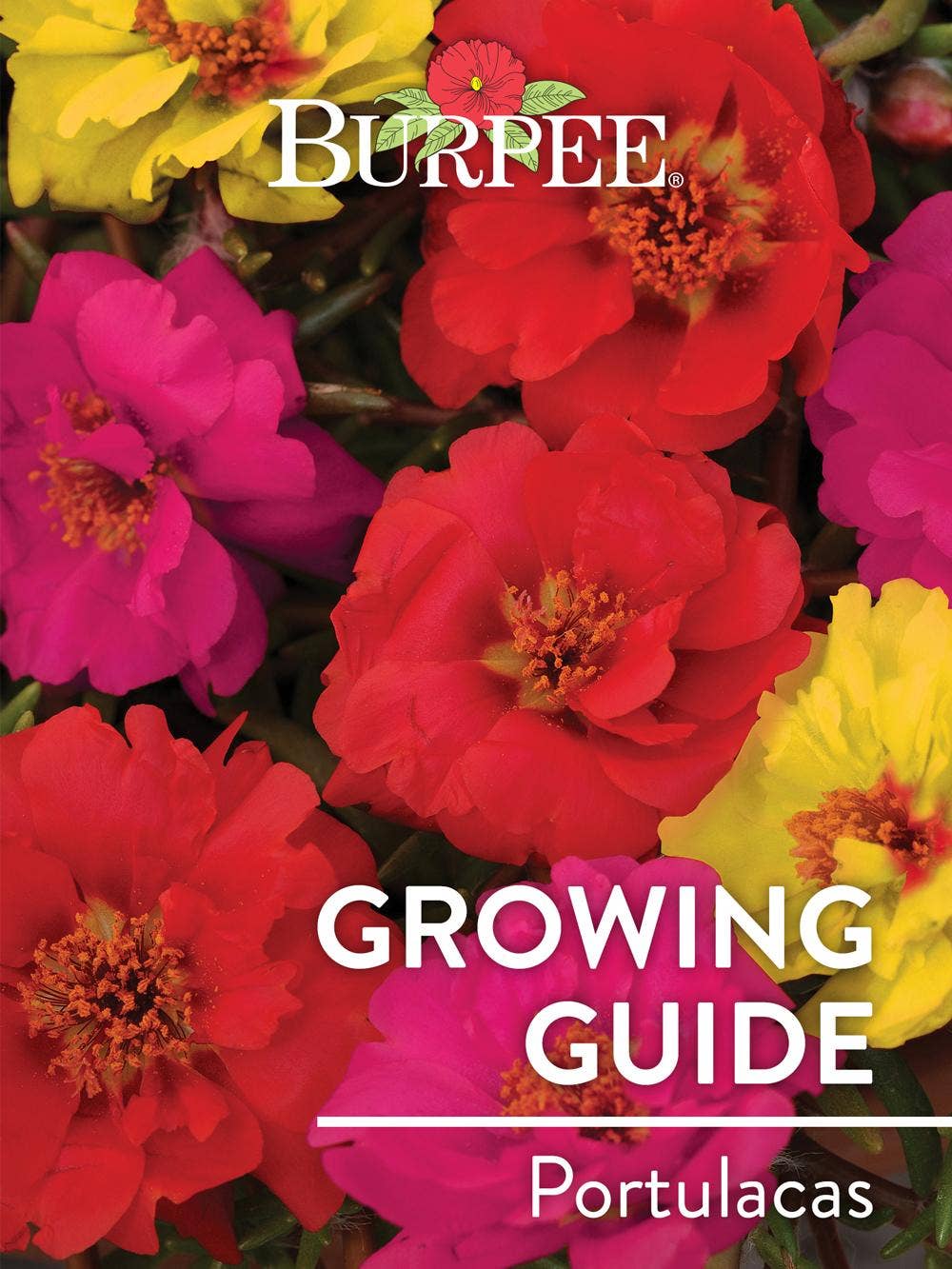 Learn About Portulacas