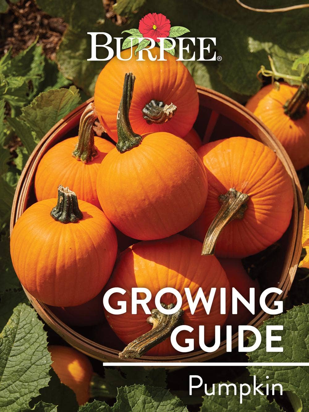 Learn About Pumpkin