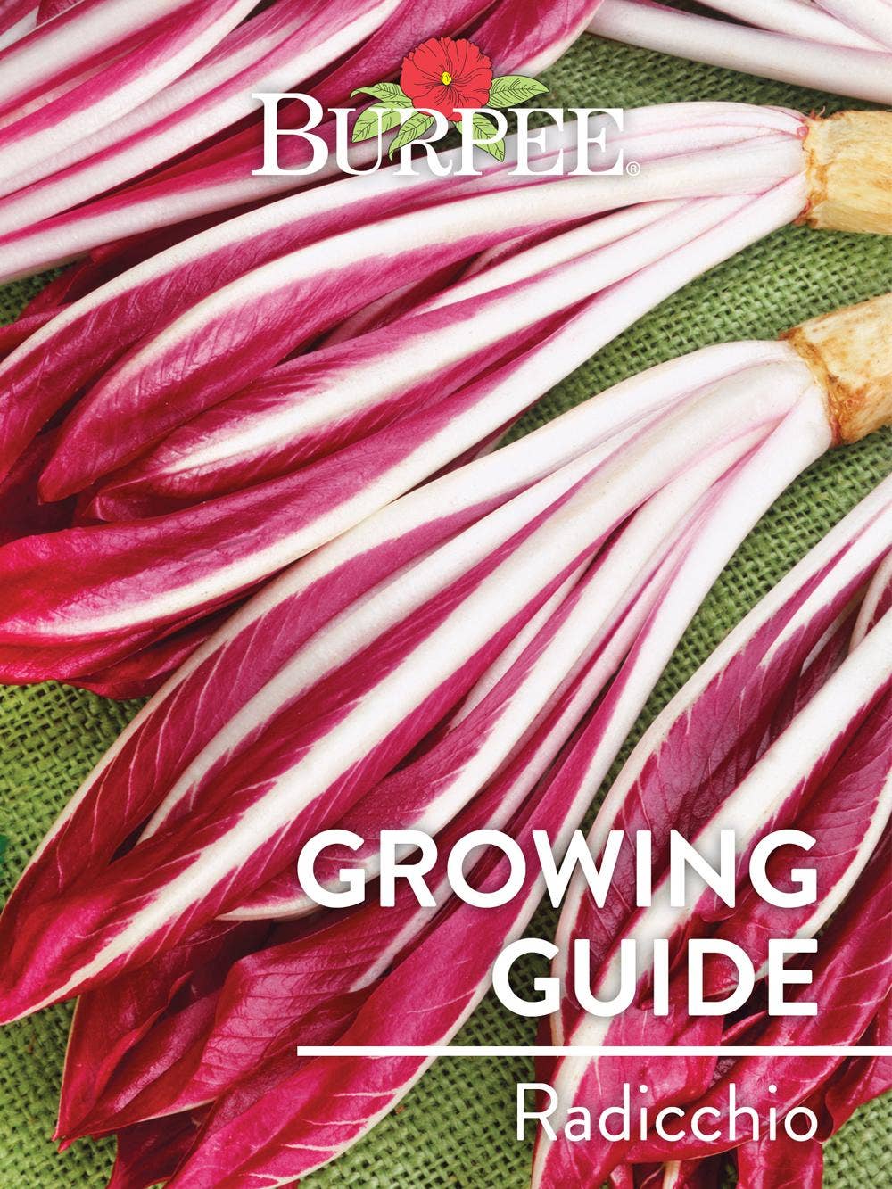Learn About Radicchio