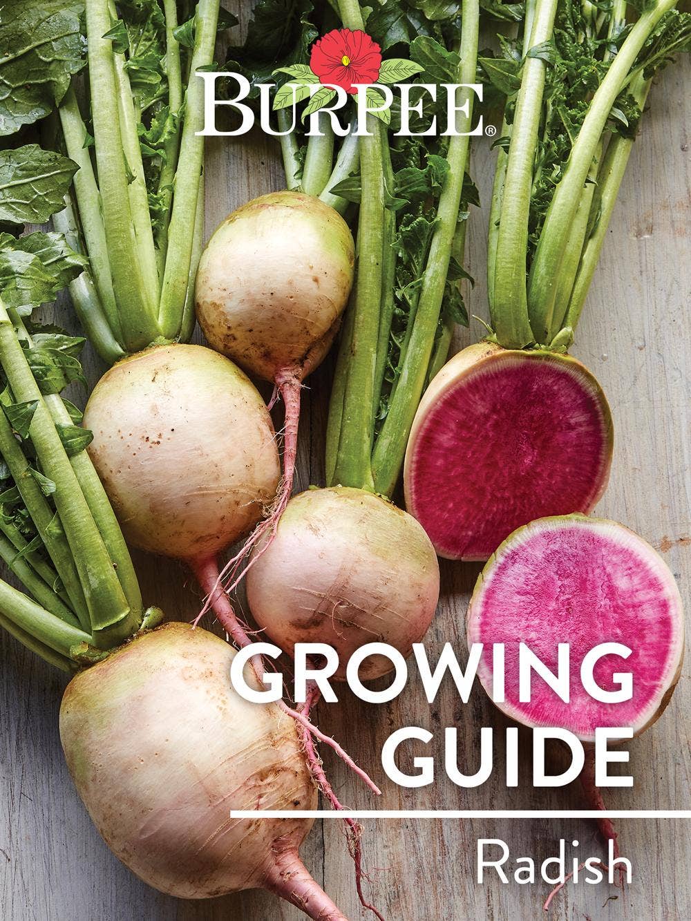 Learn About Radish