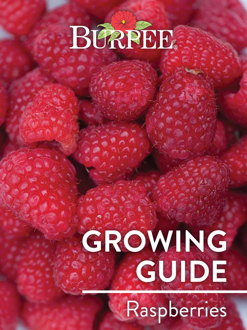 Learn About Raspberries