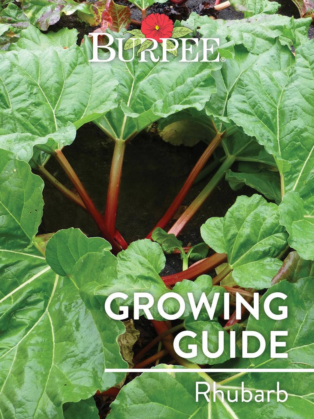 Learn About Rhubarb