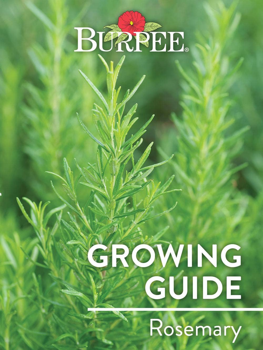 Learn About Rosemary