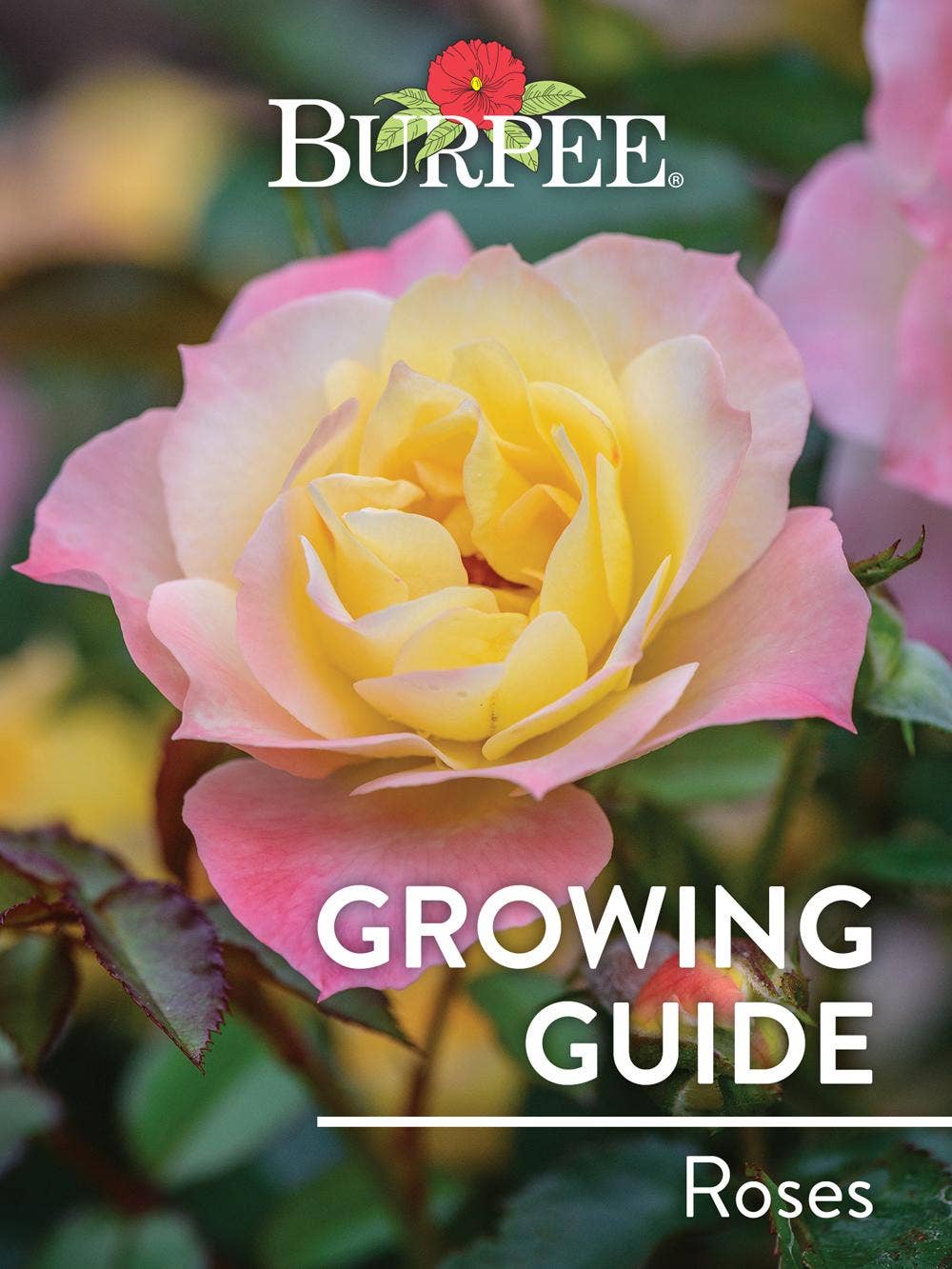 Learn About Roses