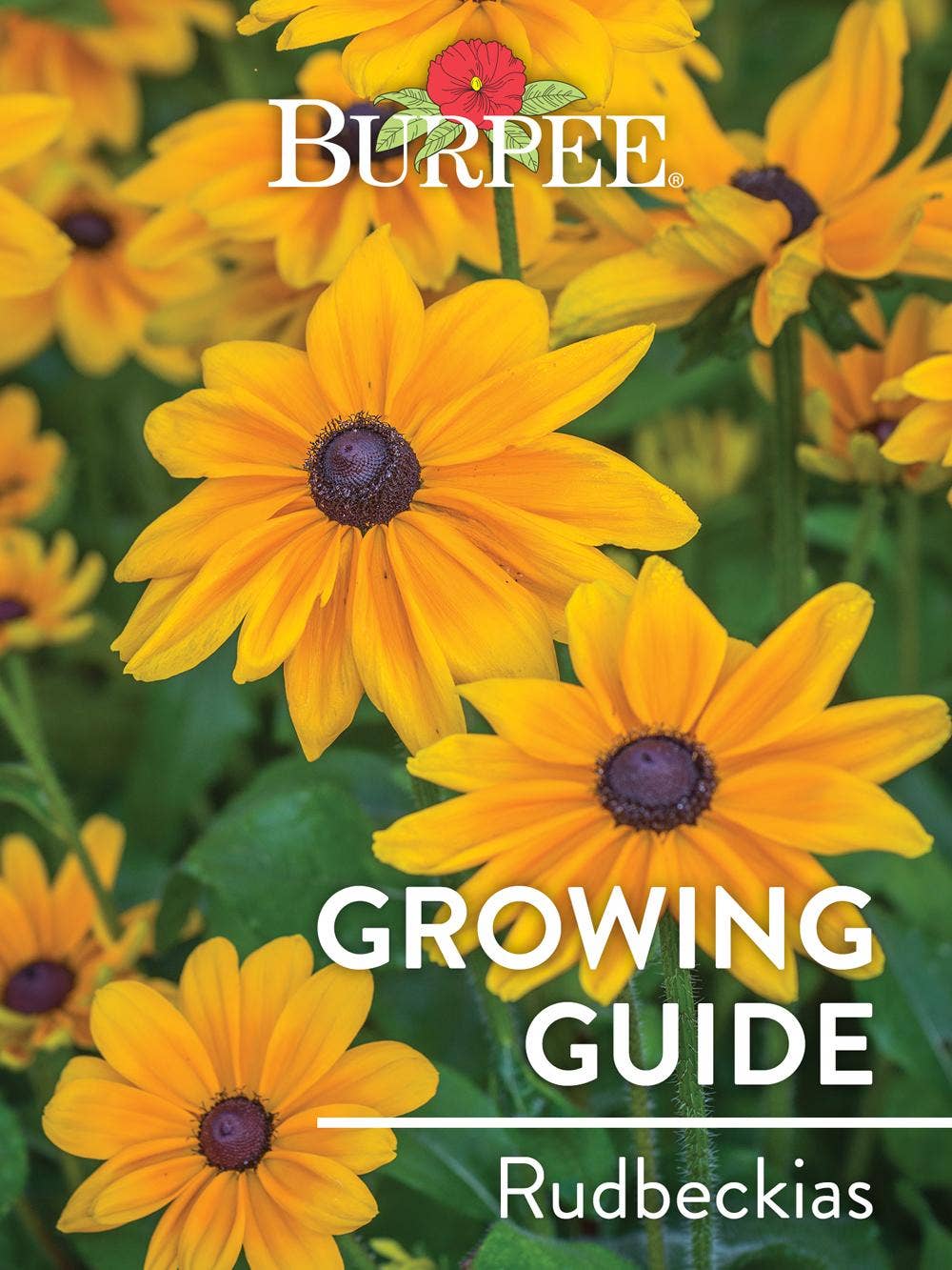 Learn About Rudbeckias