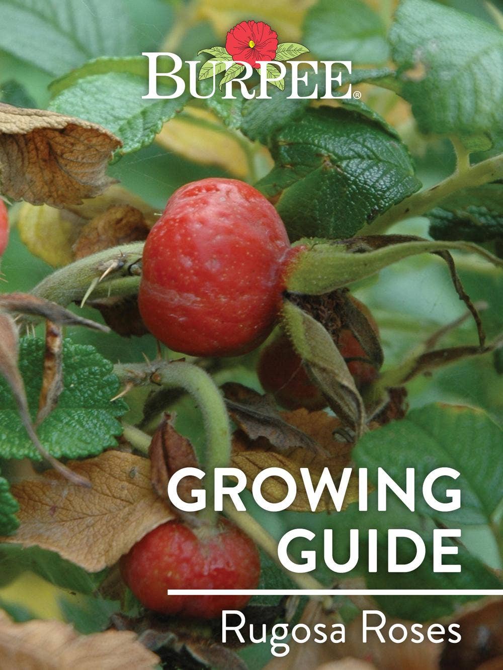 Learn About Rugosa Roses