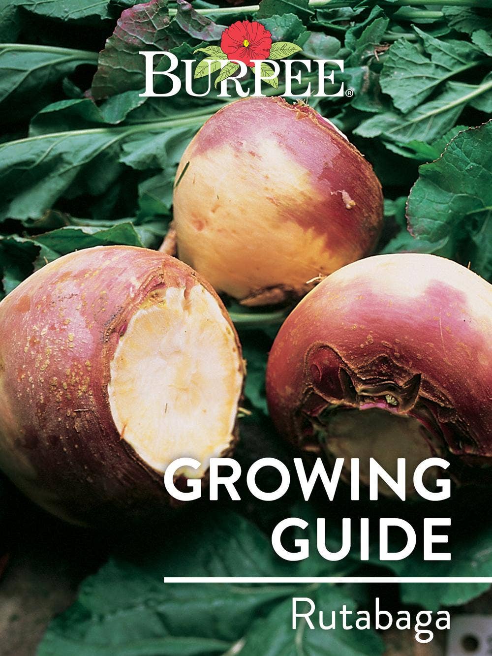 Learn About Rutabaga
