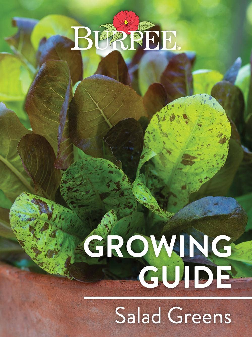 Learn About Salad Greens