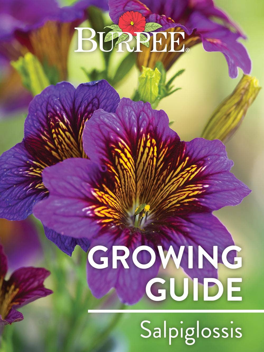 Learn About Salpiglossis