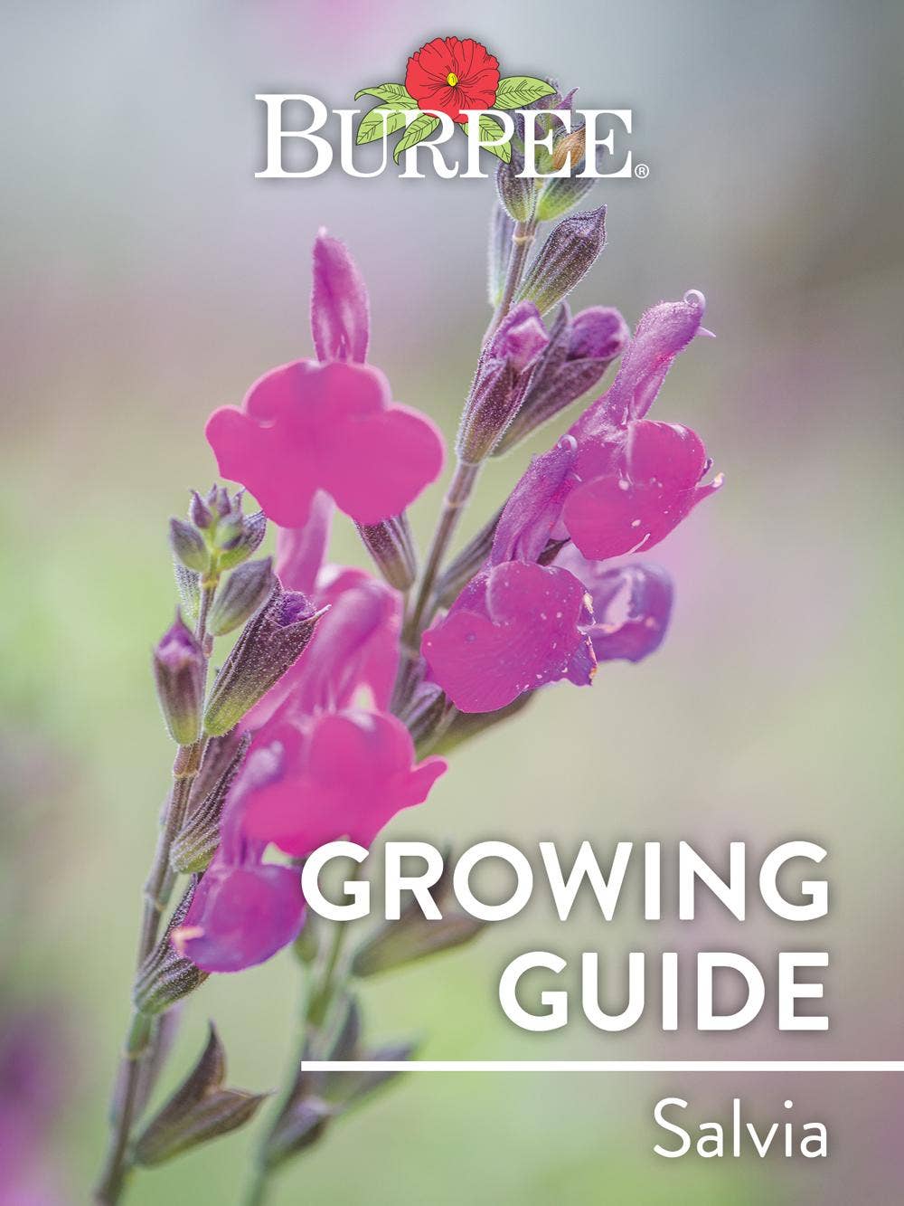 Learn About Salvias