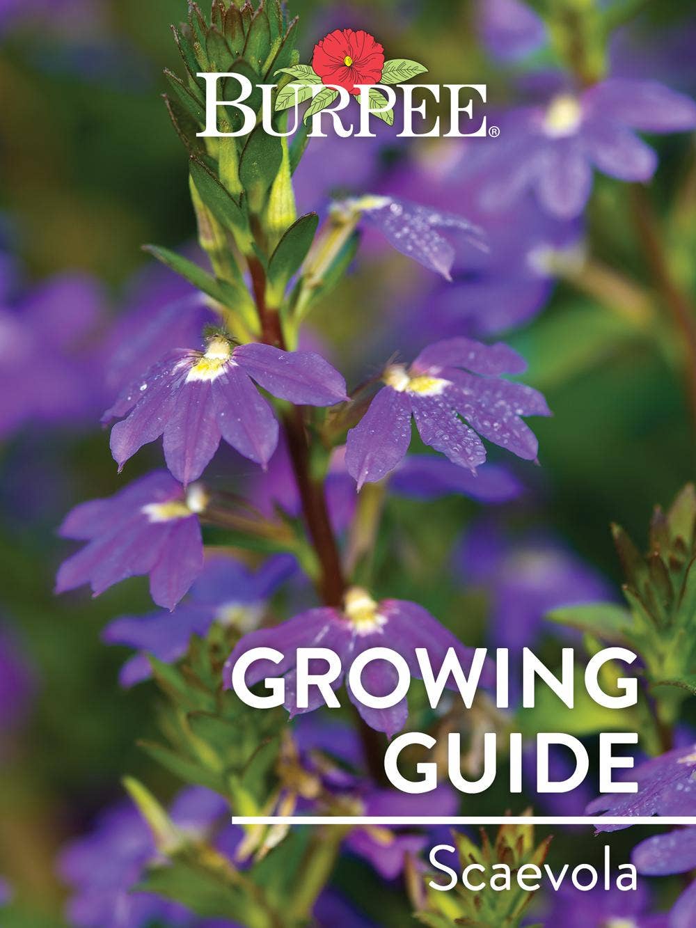 Learn About Scaevola
