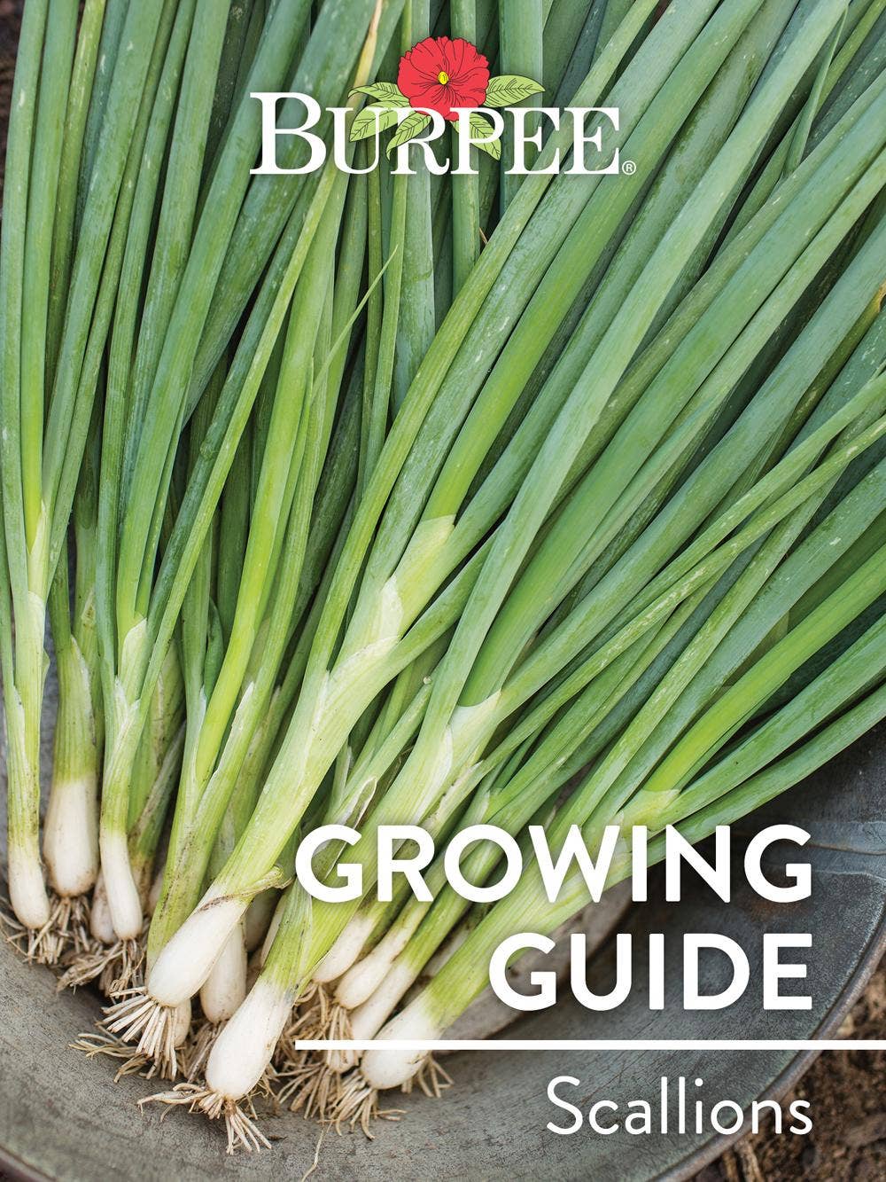 Learn About Scallions