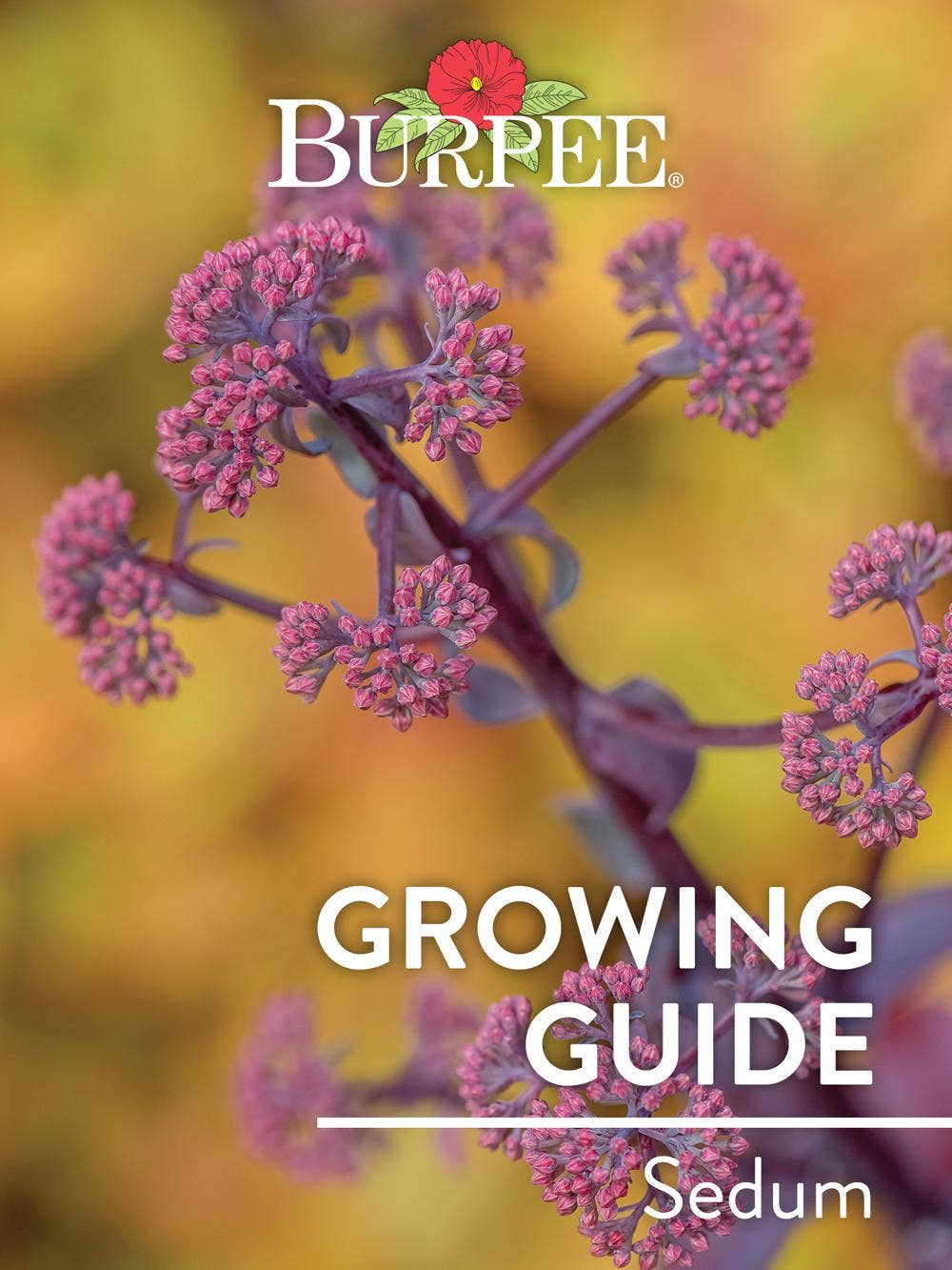 Learn About Sedum