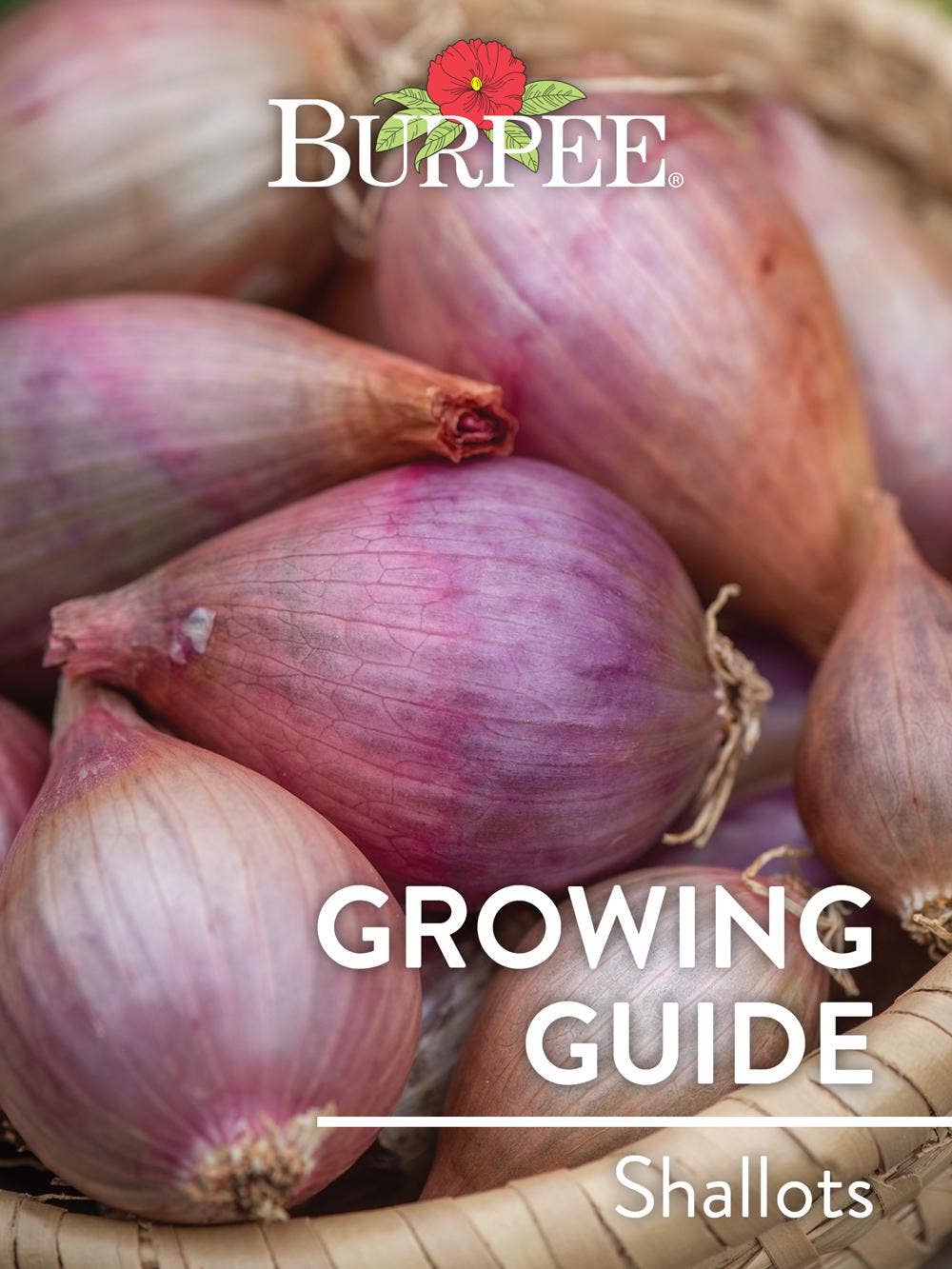 Learn About Shallots