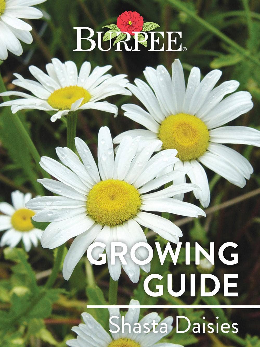 Learn About Shasta Daisies