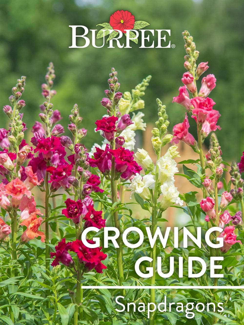 Learn About Snapdragons