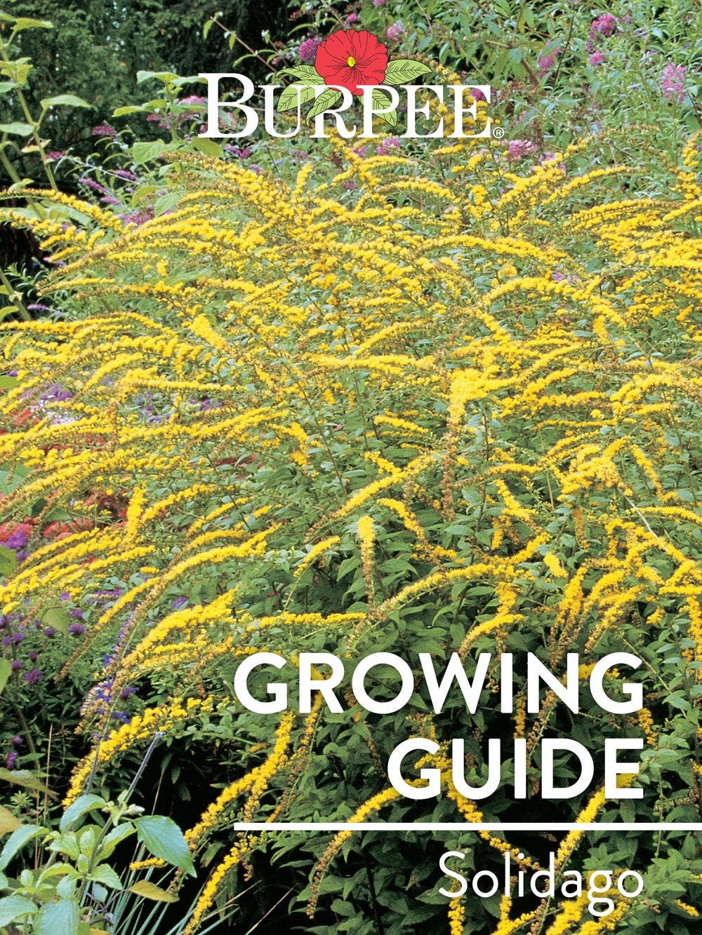 Learn About Solidago