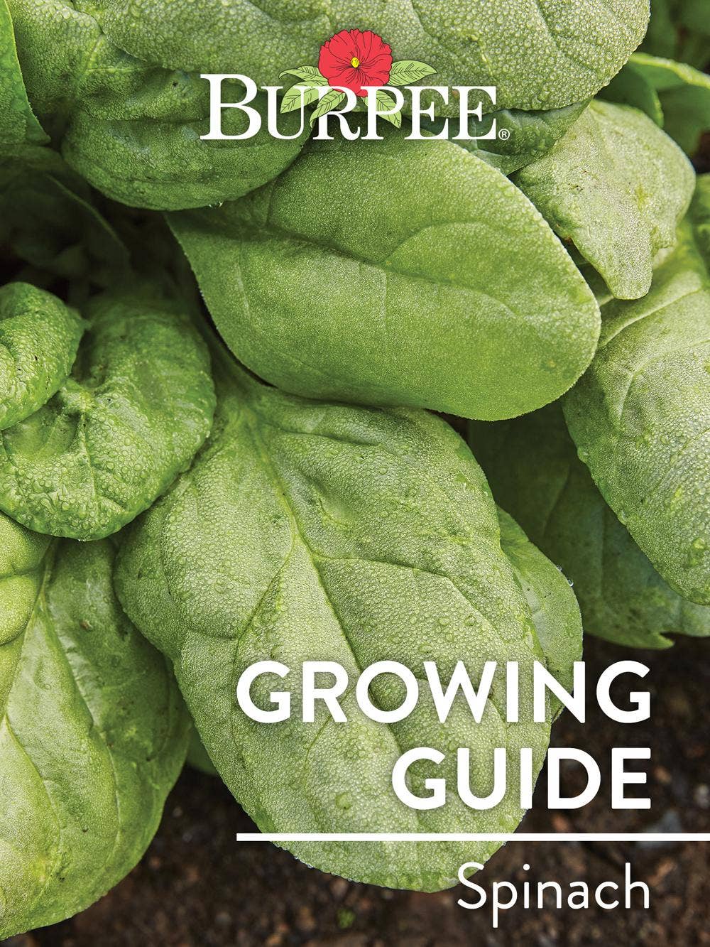 Learn About Spinach