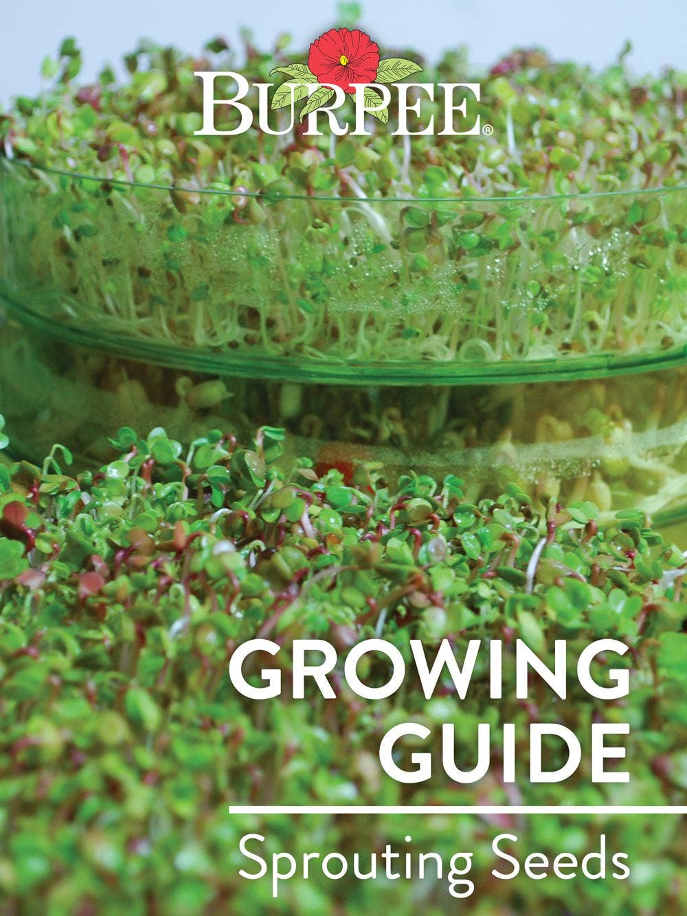 Learn About Sprouting Seeds