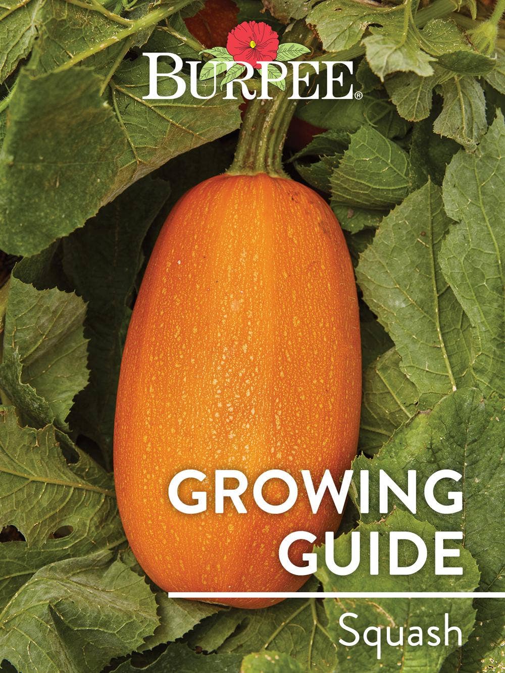 Learn About Squash