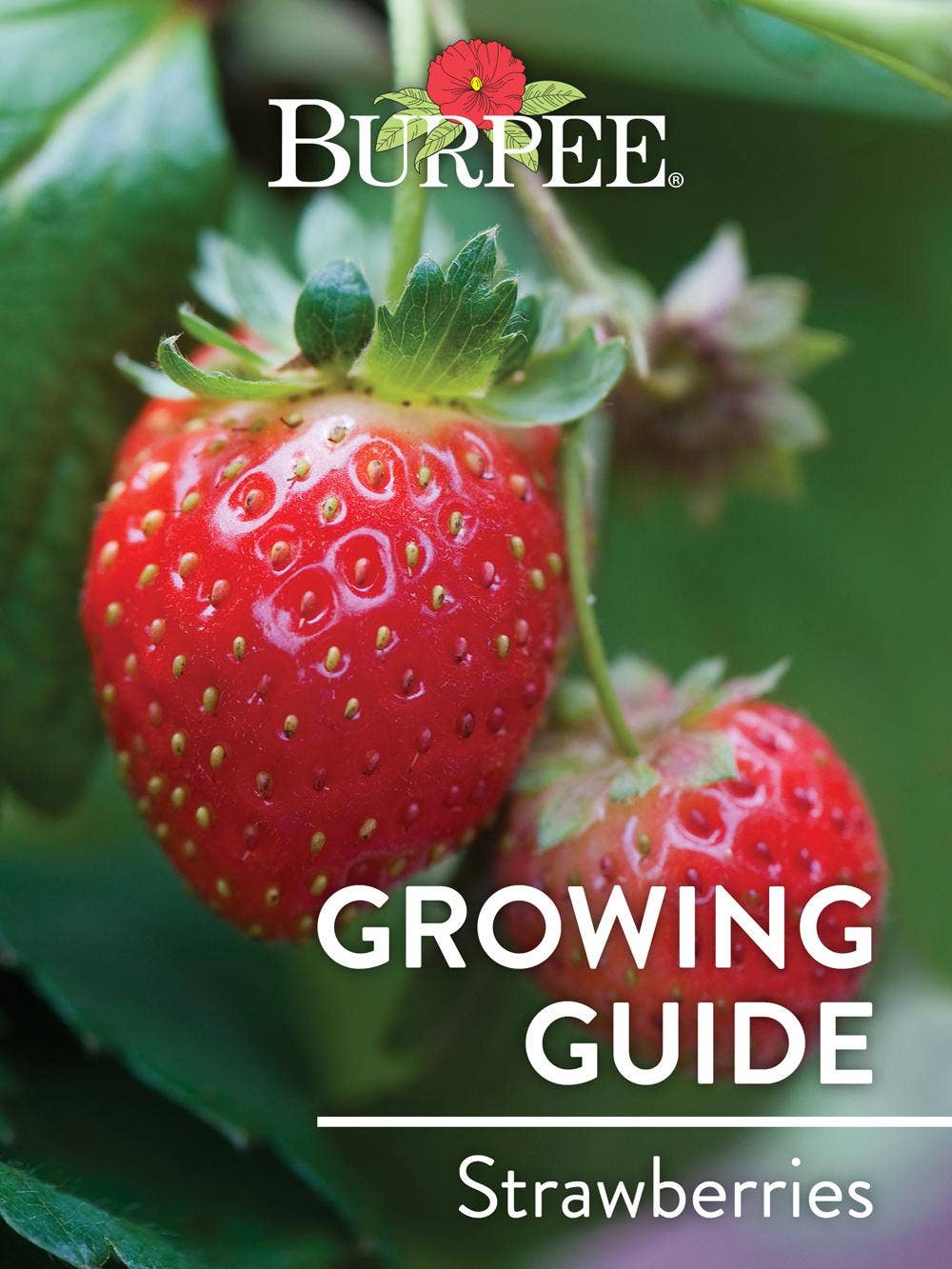 Learn About Strawberries