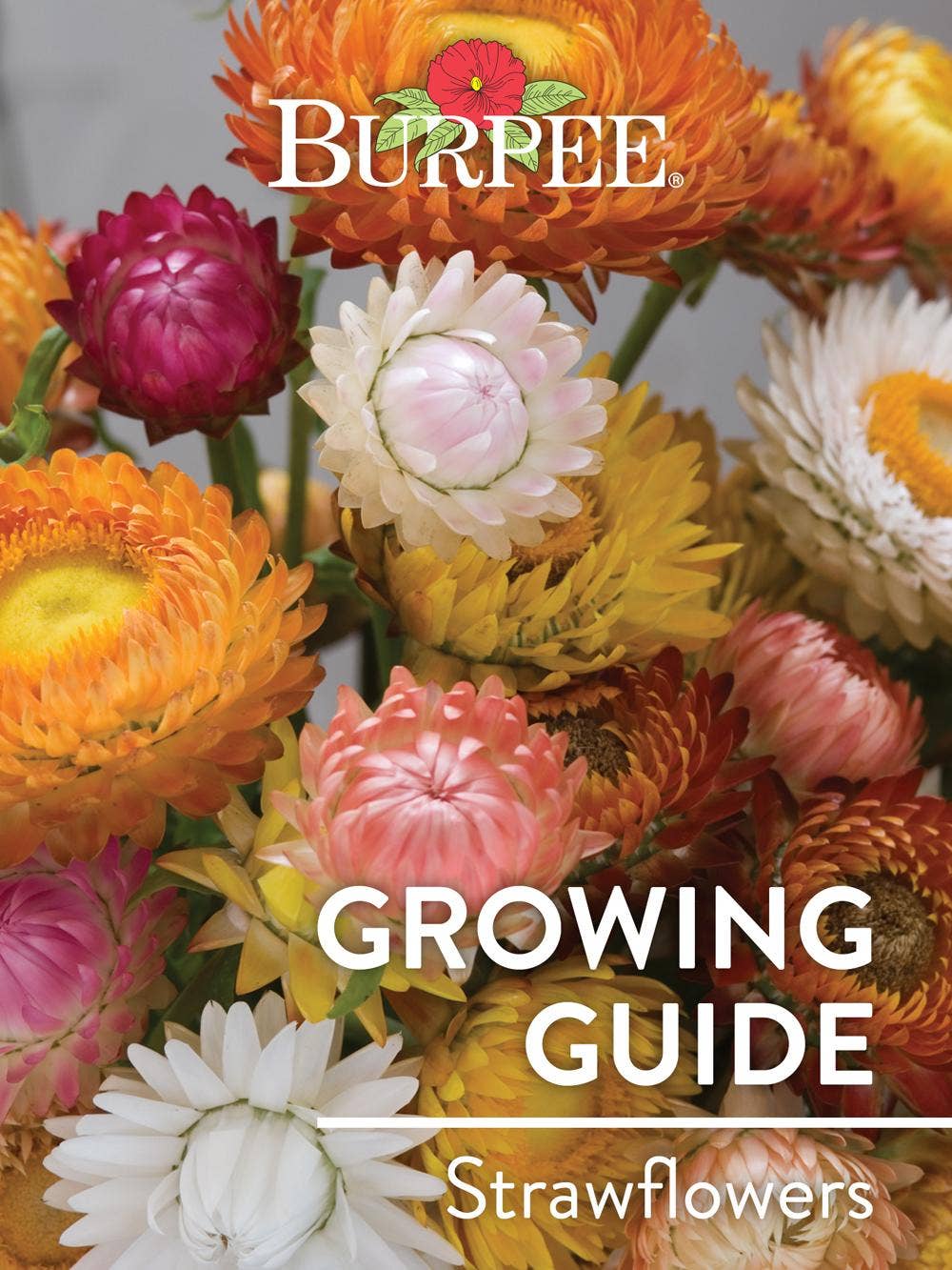 Learn About Strawflowers