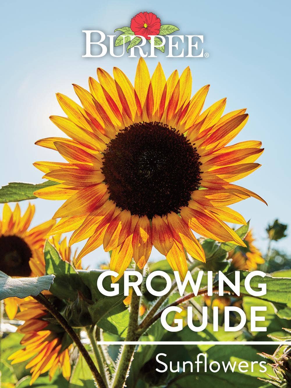 Learn About Sunflowers