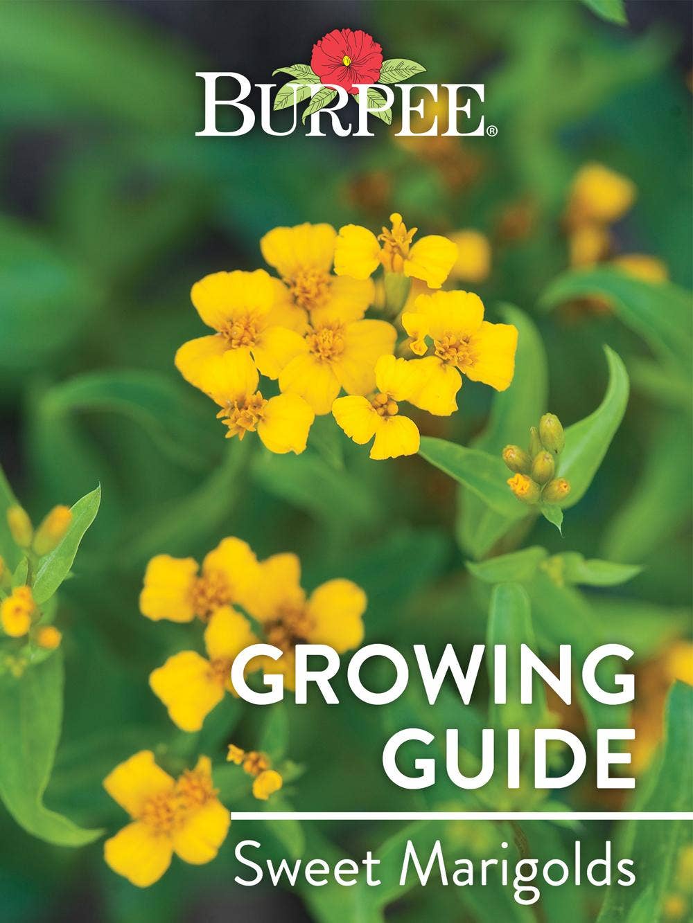 Learn About Sweet Marigolds