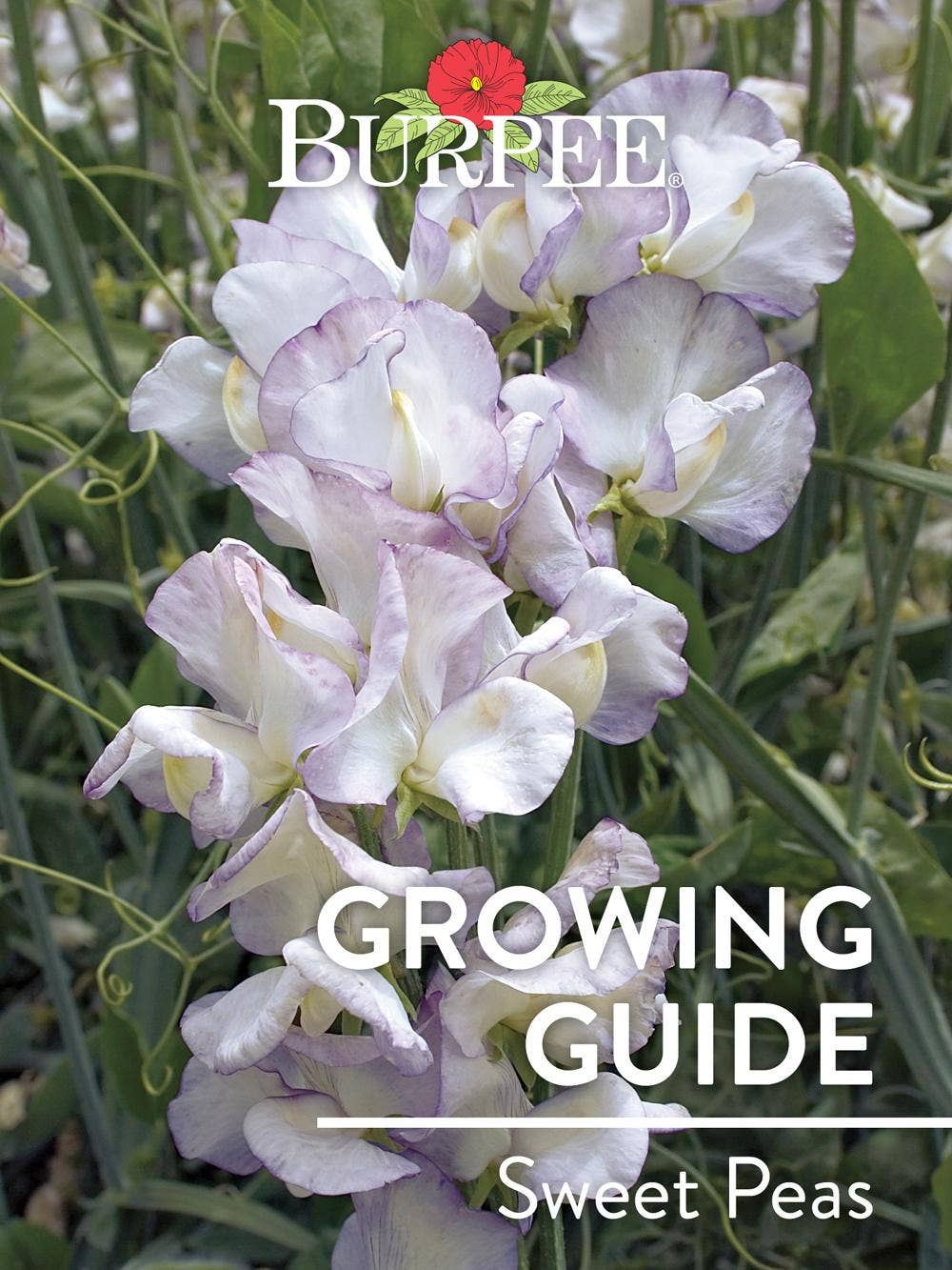 Learn About Sweet Peas