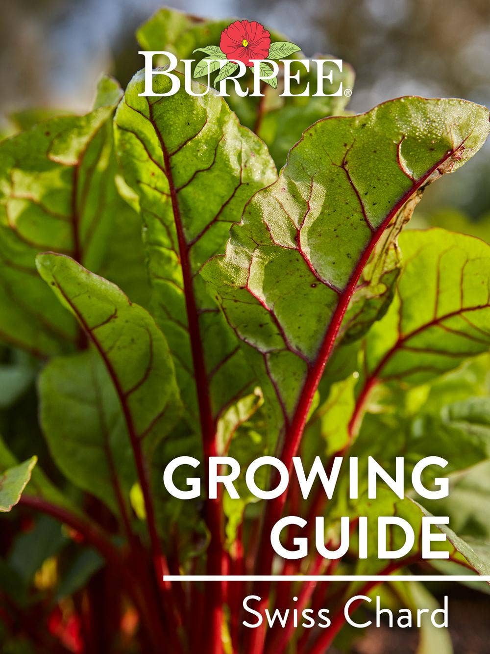 Learn About Swiss Chard