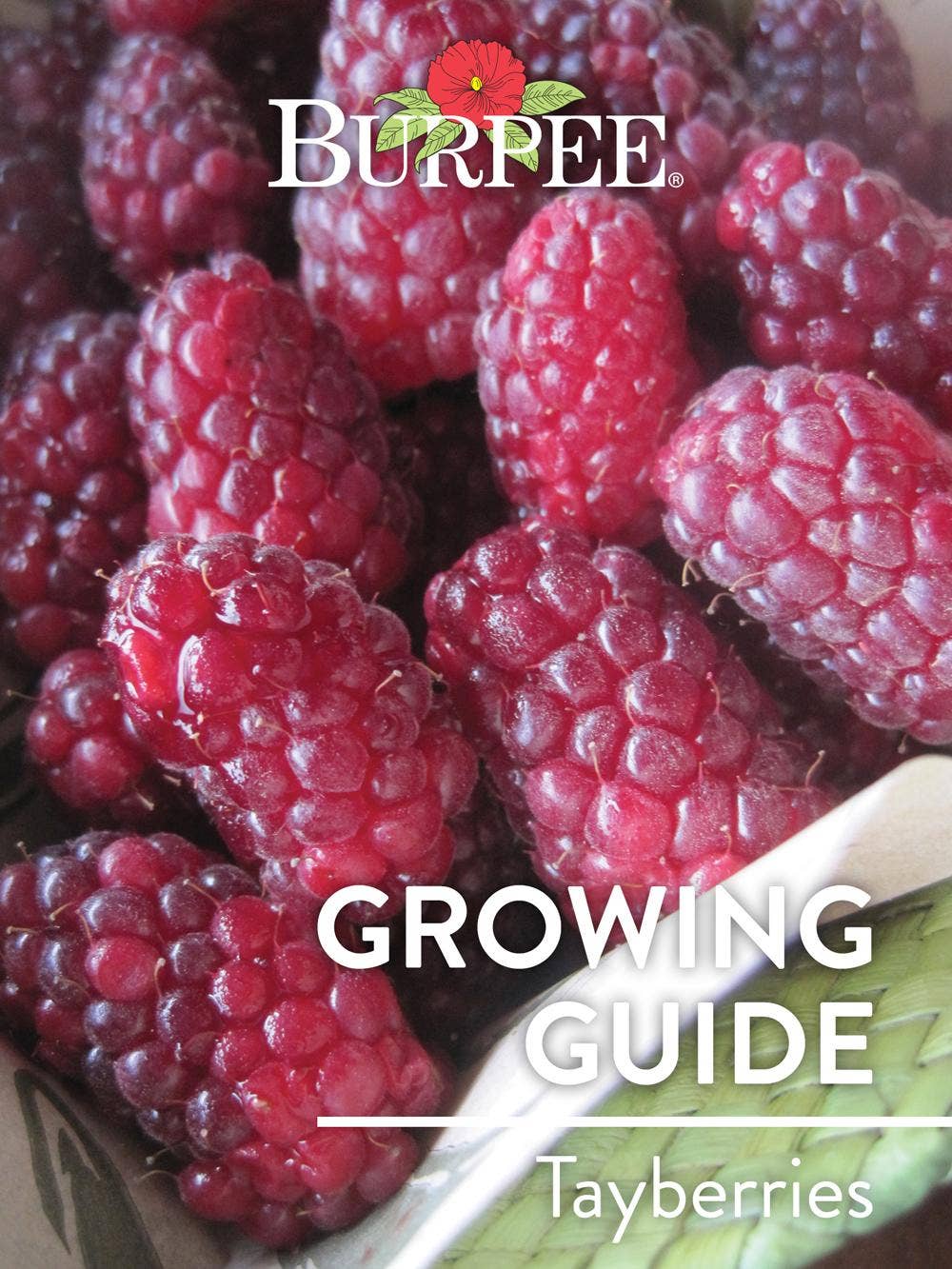 Learn About Tayberries