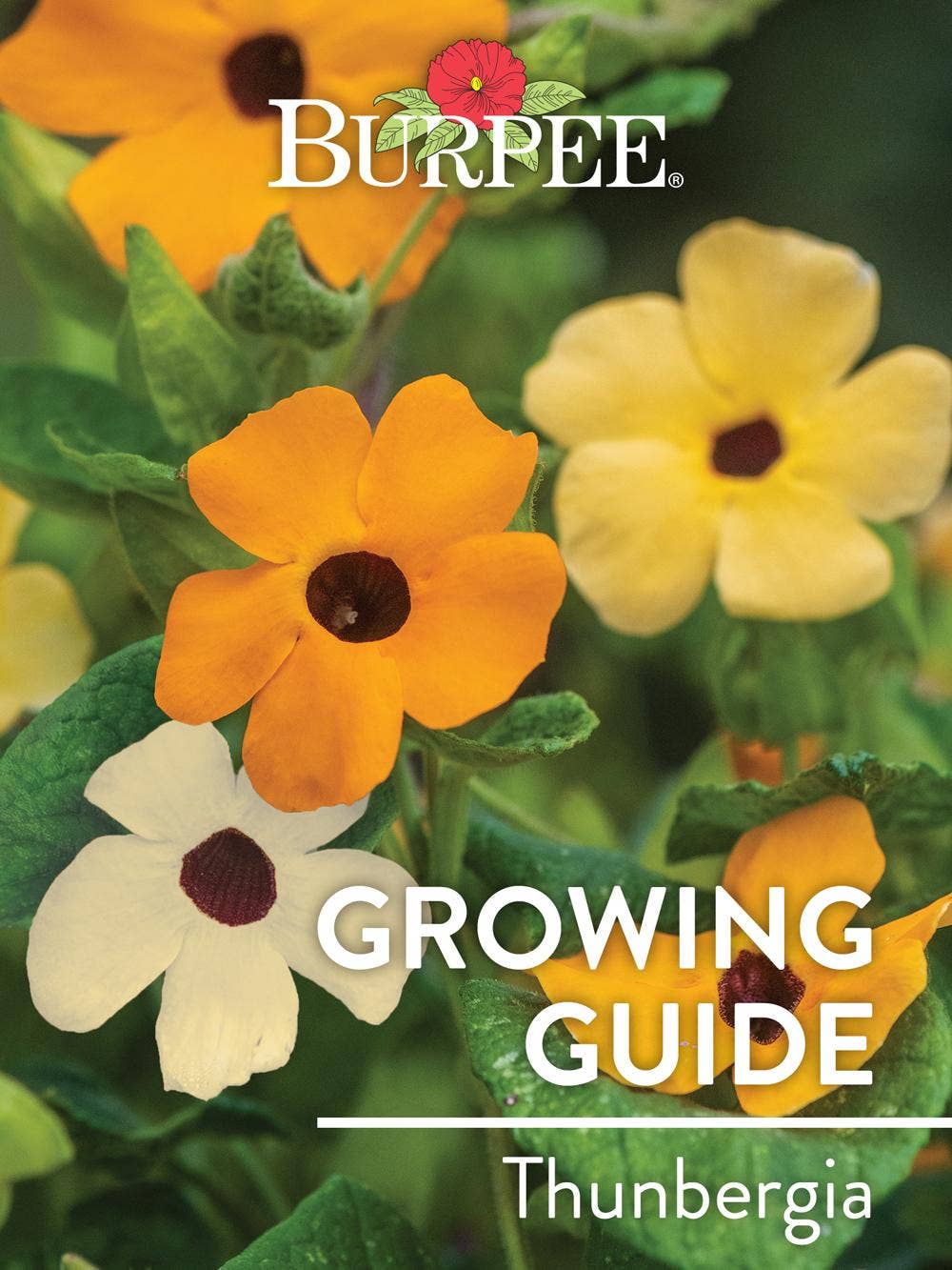Learn About Thunbergia