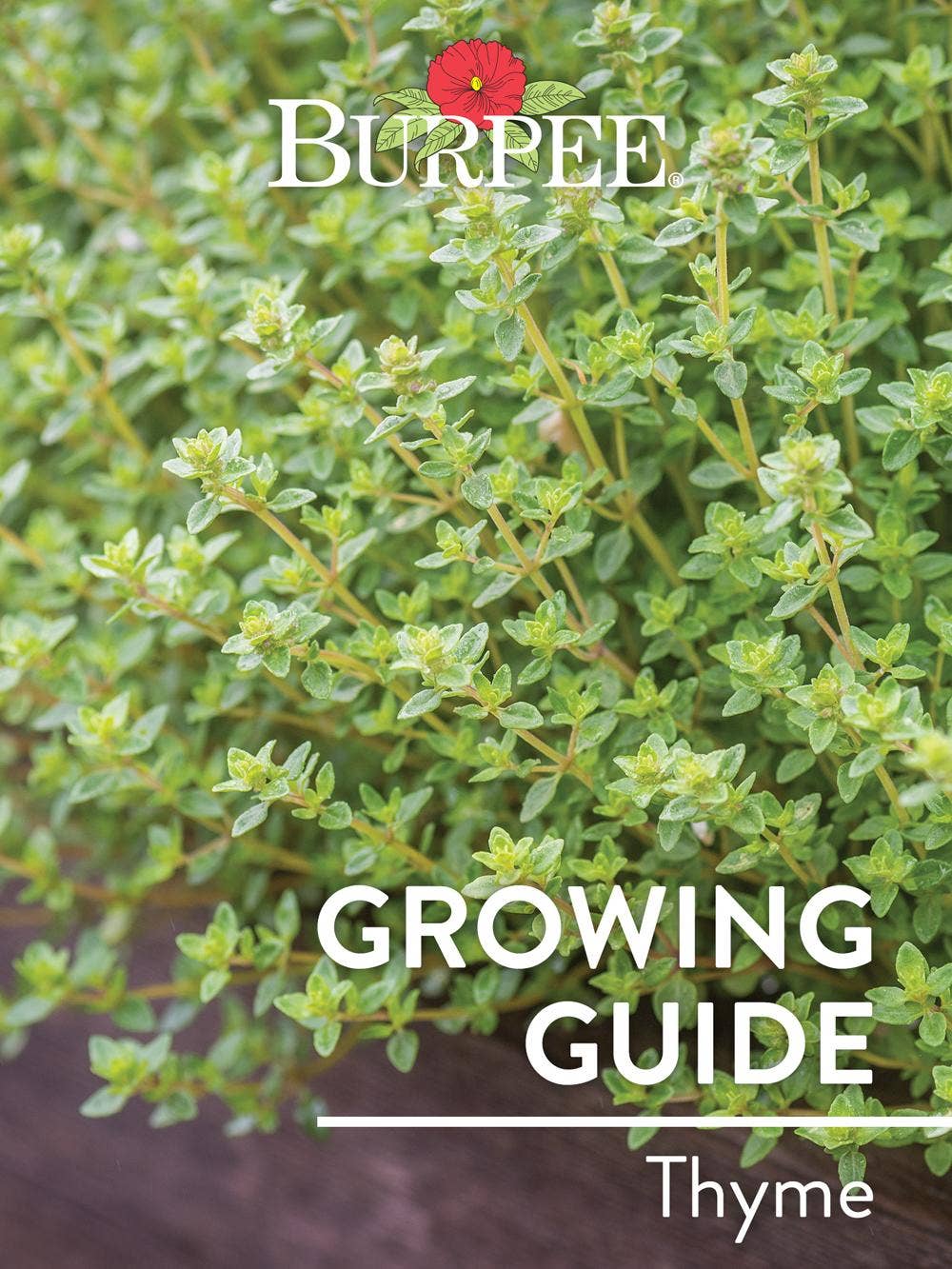 Learn About Thyme