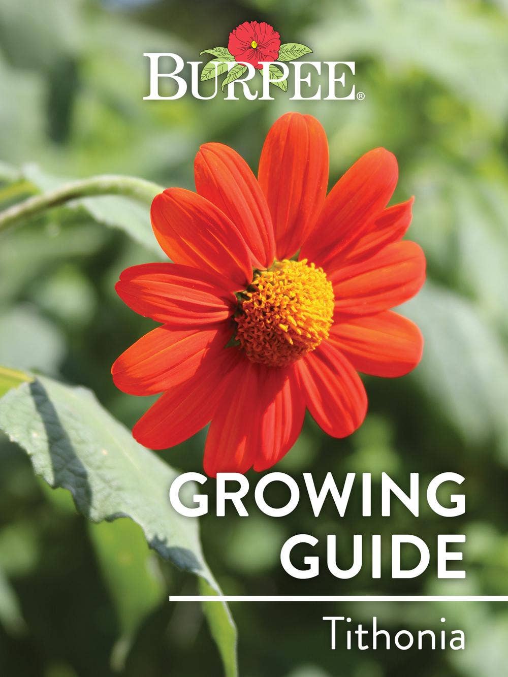 Learn About Tithonia