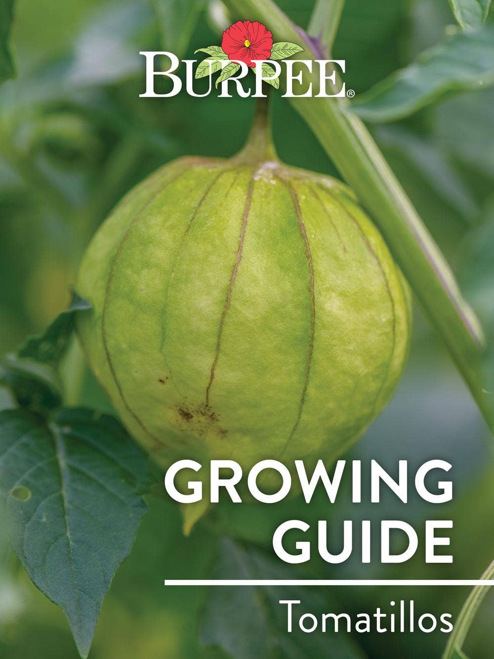 Learn About Tomatillos