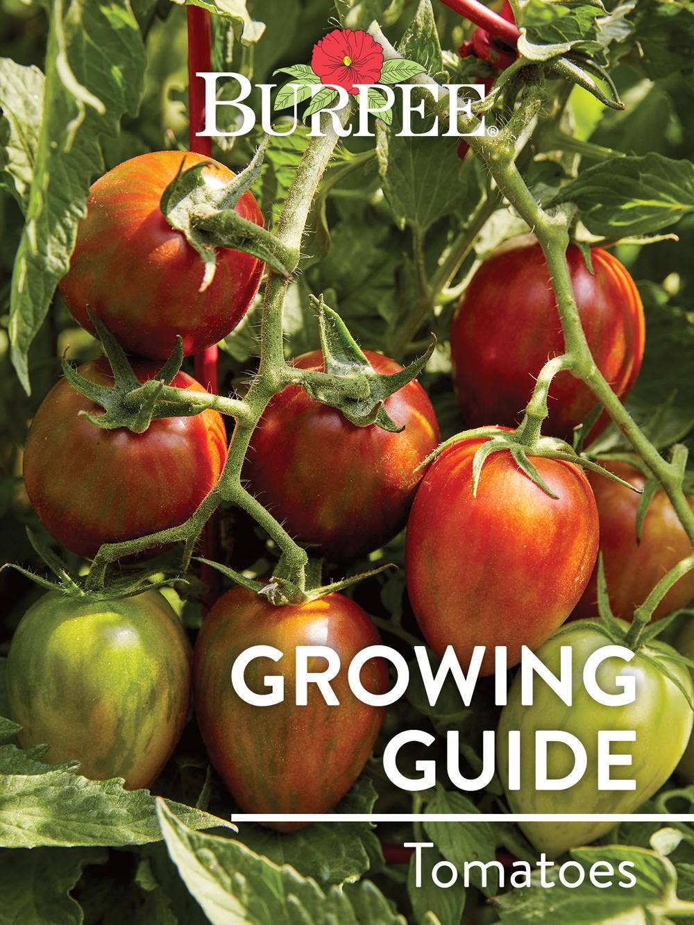 Learn About Tomatoes