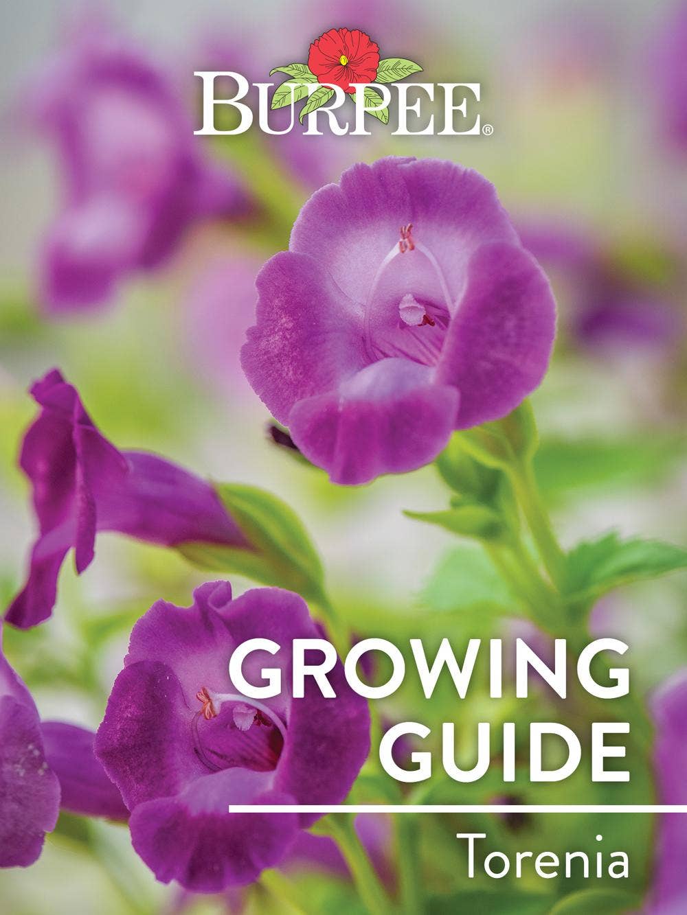 Learn About Torenia