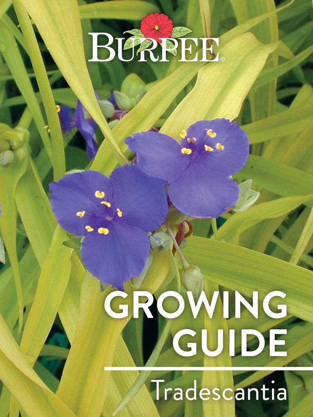 Learn About Tradescantia