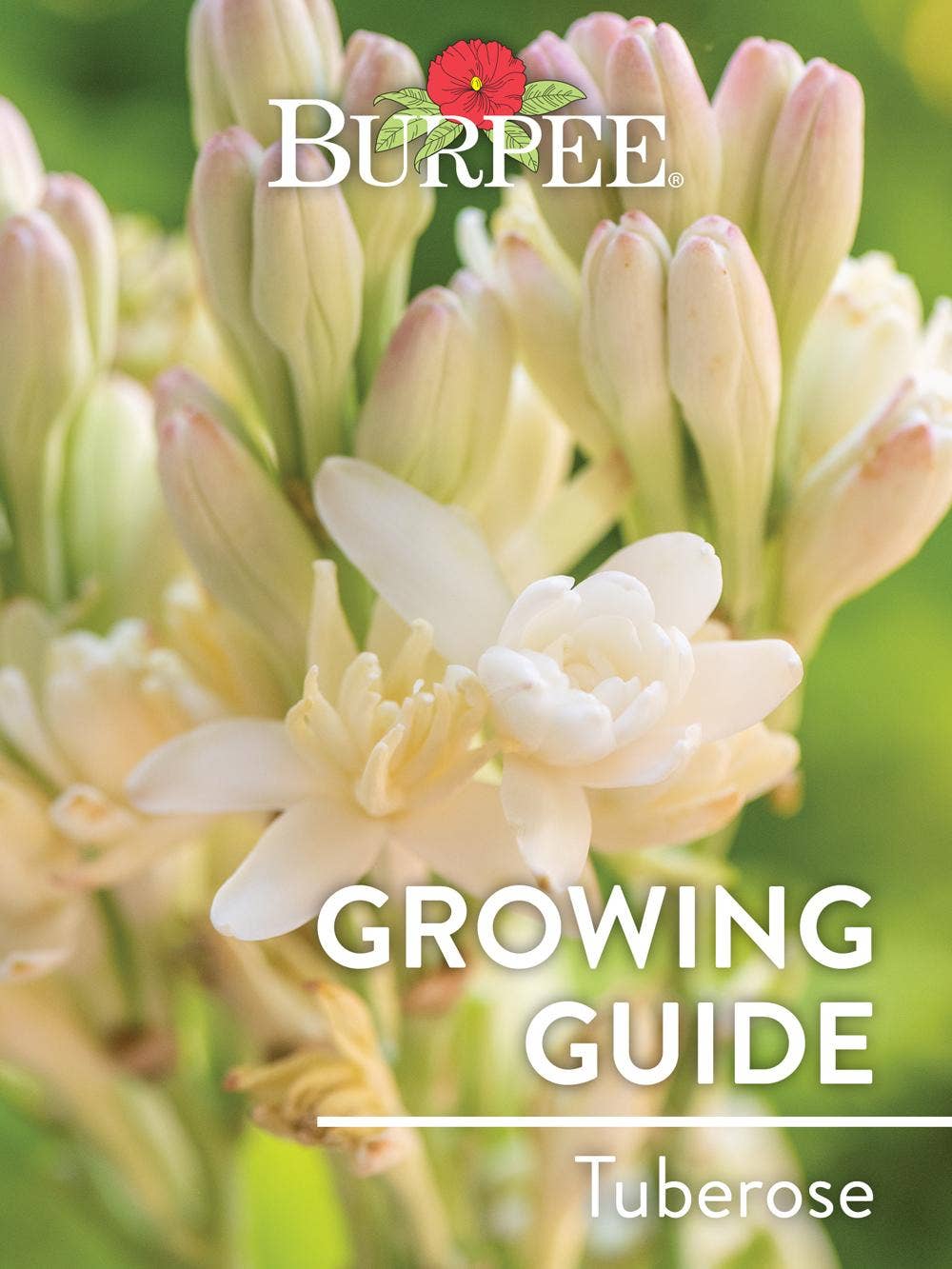 Learn About Tuberose