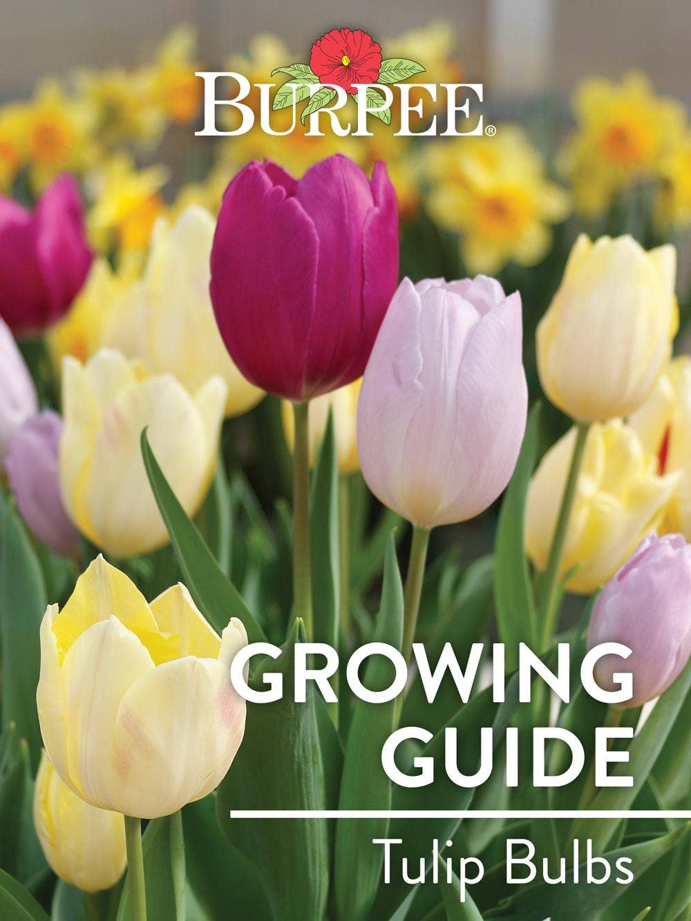 Learn About Tulip Bulbs