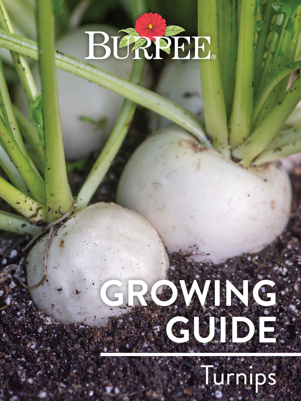Learn About Turnips