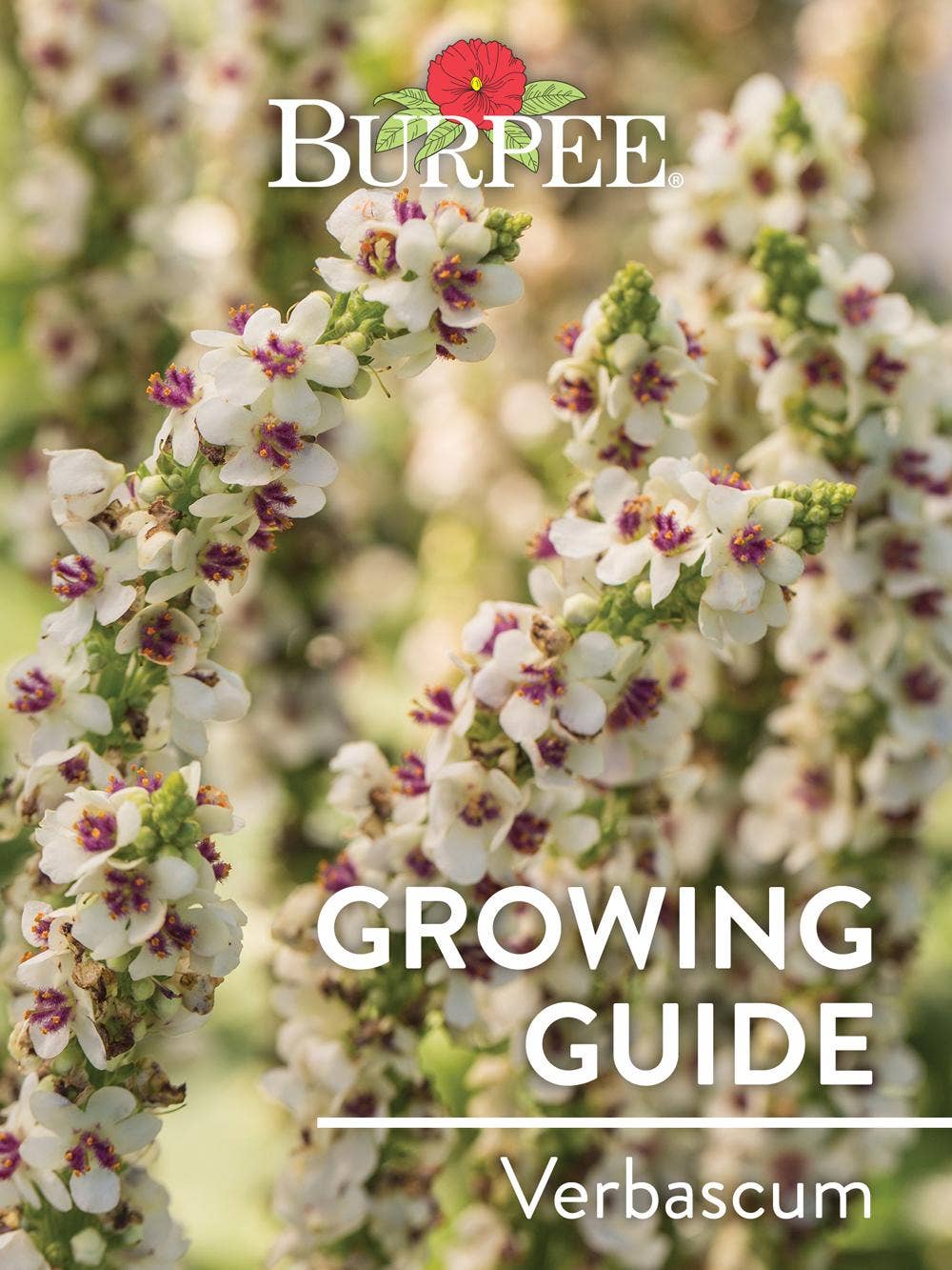 Learn About Verbascum