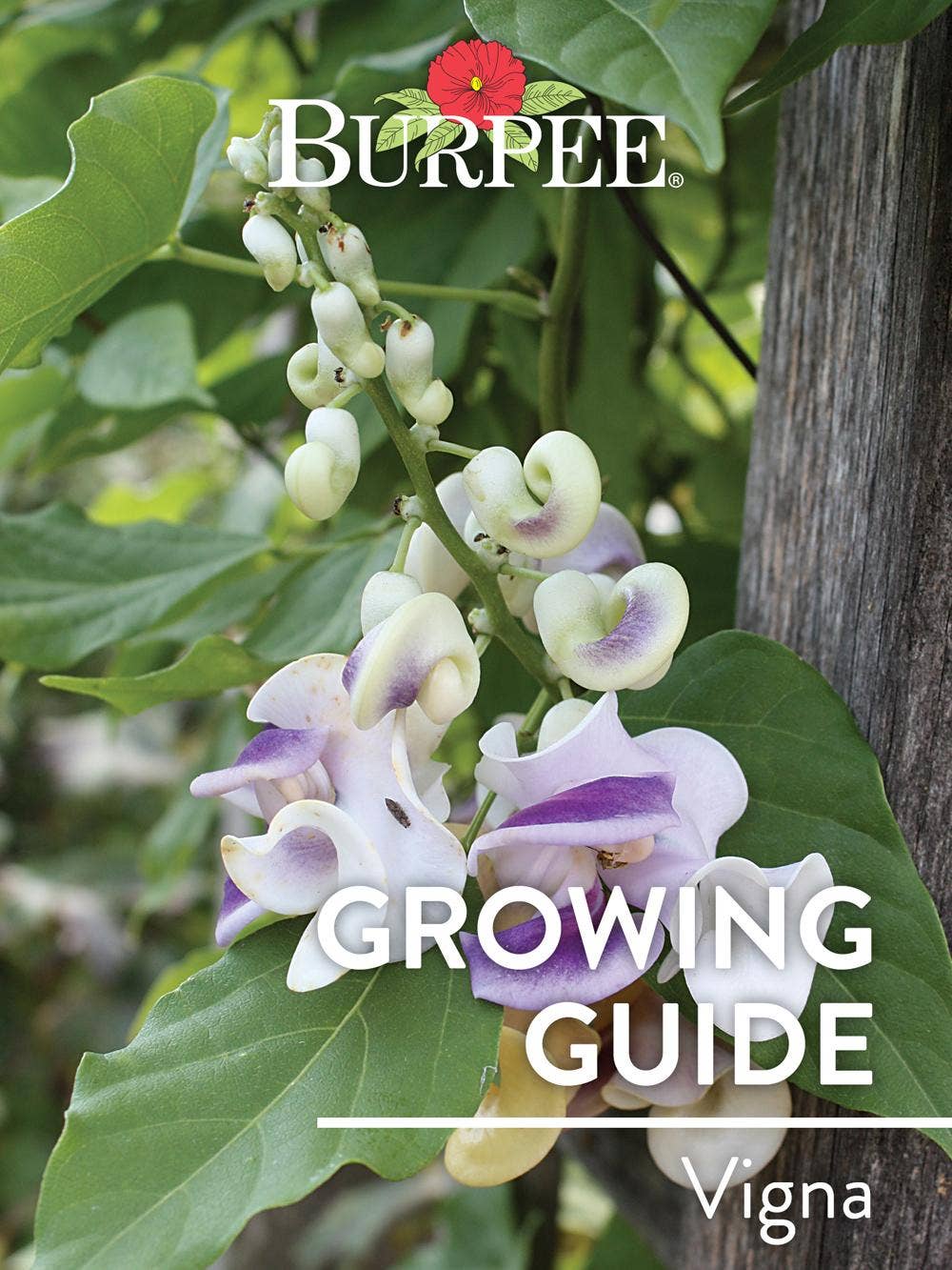 Learn About Vigna