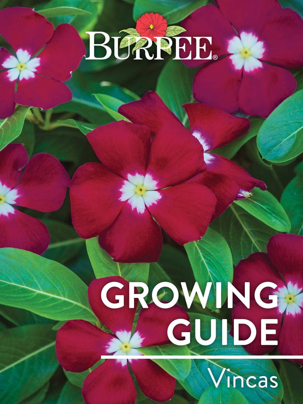 Learn About Vincas